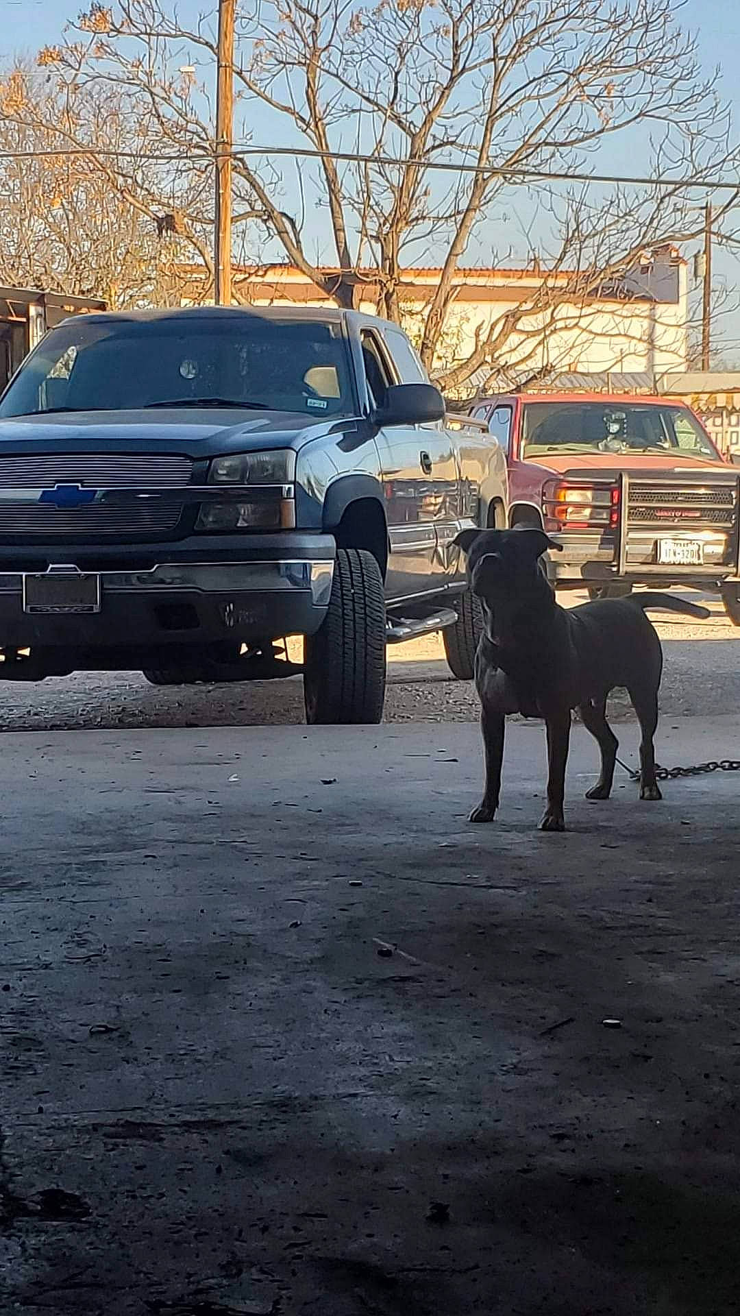 Gordo is registered to the contest to win money with this photo: asphalt, automotive_exterior, automotive_lighting, automotive_tire, automotive_wheel_system, car, carnivore, fender, land_vehicle, motor_vehicle, parking, road_surface, rolling, tints_and_shades, tire, tree, vehicle, vehicle_door, wheel, working_animal