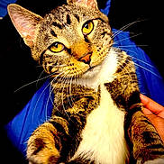 Scar joined the competition — help win amazing prizes! cat, tabby, close_up, whiskers, golden_eyes, curious, pet, feline, animal, indoor, portrait, fur, white_chest, sharp_detail, looking_at_camera, hand, blue_background, dark_background, cute, mischievous