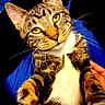 cat, tabby, close_up, whiskers, golden_eyes, curious, pet, feline, animal, indoor, portrait, fur, white_chest, sharp_detail, looking_at_camera, hand, blue_background, dark_background, cute, mischievous