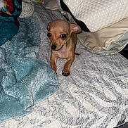 Flower joined the competition — help win amazing prizes! dog, puppy, chihuahua, bed, blanket, pillow, indoor, small_dog, pet, cute, curious, textured_bedspread, colorful_blanket, cozy, fur, animal, young, looking, resting, home
