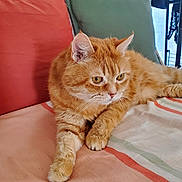 Garfield a rejoint le concours — aidez-le/la à gagner de superbes lots ! animal, cat, couch, cozy, cushion, cute, domestic, feline, fur, home, indoor, mammal, orange_tabby, paws, pet, portrait, relaxed, resting, striped, whiskers