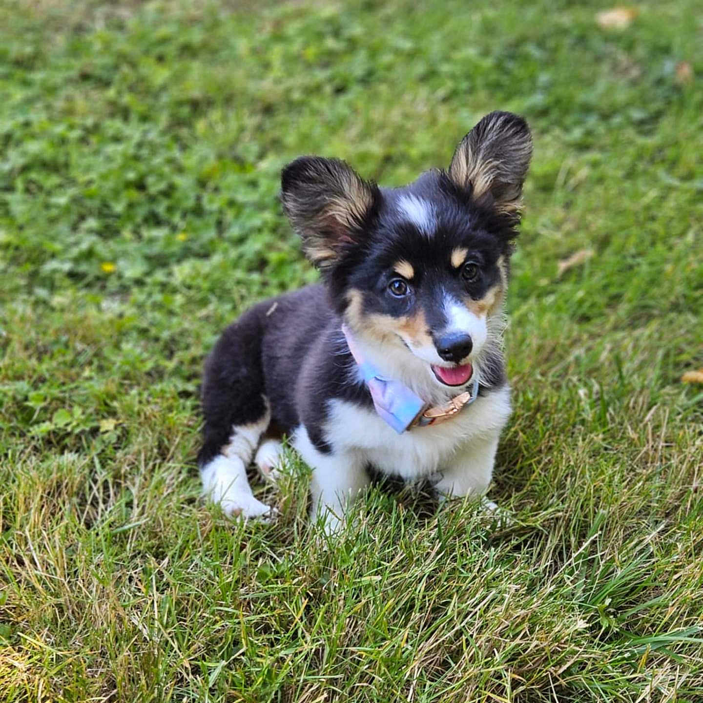 Opal joined the competition — help win amazing prizes! accessories, animal, ball, canine, cockerspaniel, dog, field, grass, grassland, husky, lawn, nature, outdoors, papillon, pet, plant, puppy, sport, strap, vegetation