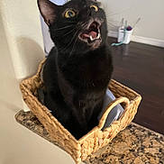 Storm joined the competition — help win amazing prizes! animal, basket, black_cat, cat, container, curious, domestic_cat, expression, feline, floor, fur, granite_countertop, home, indoor, open_mouth, pet, sitting, wall, whiskers, wide_eyes