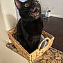 animal, basket, black_cat, cat, container, curious, domestic_cat, expression, feline, floor, fur, granite_countertop, home, indoor, open_mouth, pet, sitting, wall, whiskers, wide_eyes