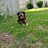 animal, black_fur, brown_fur, curb, dog, garden, grass, lawn, lying_down, outdoor, pet, portrait, shrubs, sitting, small_dog, stone_wall, stonework, sunlight, tongue_out, trees