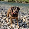 animal, black_fur, brown_fur, collar, daylight, dog, leash, nature, outdoors, pet, portrait, river, riverbank, rocks, shoreline, standing, stones, tongue_out, water, wet