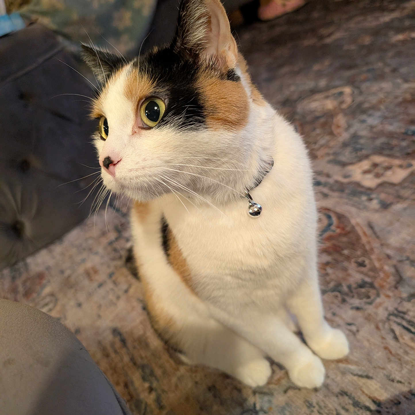 Yasha joined the competition — help win amazing prizes! bell, calico, carpet, cat, closeup, collar, cozy, curious, domestic_animal, ears, eyes, feline, fur, furniture, home, indoor, mammal, pet, sitting, whiskers