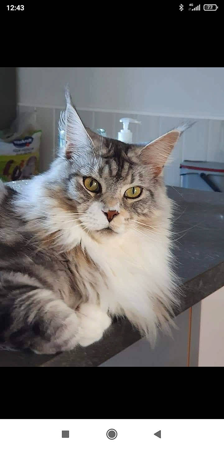 Milady a rejoint le concours — aidez-le/la à gagner de superbes lots ! carnivore, cat, felidae, fur, maine_coon, paw, small_to_medium_sized_cats, snout, terrestrial_animal, whiskers