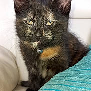 Pumpkin is registered to the contest to win money with this photo: kitten, cat, tortoiseshell, pet, feline, collar, bell, indoor, couch, pillow, teal, white, closeup, fur, whiskers, ears, eyes, sitting, cute, portrait