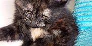 Pumpkin joined the competition — help win amazing prizes! kitten, cat, tortoiseshell, pet, feline, fluffy, cute, sleepy, couch, pillow, turquoise, indoor, closeup, young, small, animal, whiskers, ears, fur, relaxed