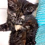 kitten, cat, tortoiseshell, pet, feline, fluffy, cute, sleepy, couch, pillow, turquoise, indoor, closeup, young, small, animal, whiskers, ears, fur, relaxed