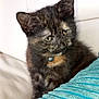 Pumpkin is registered to the contest to win money with this photo: kitten, cat, tortoiseshell, pet, collar, bell, feline, indoor, couch, pillow, turquoise, leather, texture, animal, cute, young, domestic, fur, whiskers, resting