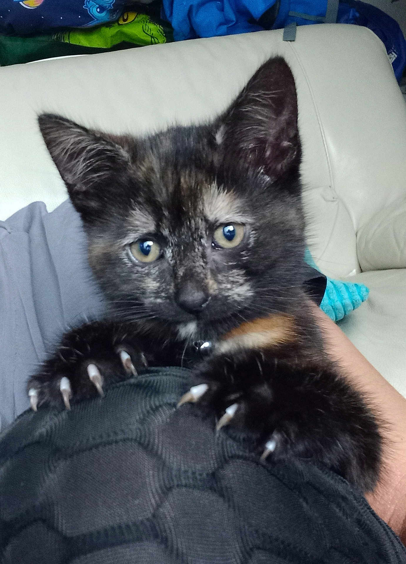 Pumpkin is registered to the contest to win money with this photo: kitten, cat, tortoiseshell, claws, close_up, pet, animal, indoor, couch, fabric, texture, paw, fur, whiskers, eyes, cute, hand, grip, young, domestic