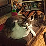animal, calico_cat, cat, cozy, curious, cushion, decor, domestic, figurines, fluffy_cat, furniture, indoor, mammal, ottoman, pet, relaxed, resting, shelf, table, whiskers
