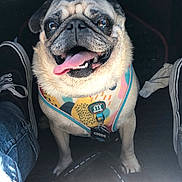 Pablo joined the competition — help win amazing prizes! animal, car, closeup, companion, cute, dog, domestic_animal, floor_mat, front_view, happy, harness, indoor, jeans, mammal, pet, playful, pug, shoes, sitting, tongue_out