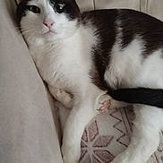 Jupiter joined the competition — help win amazing prizes! black_and_white, black_fur, blanket, cat, closeup, couch, domestic_cat, ear, eye, feline, indoor, lying_down, pattern, paw, paw_pad, pink_nose, relaxed, sofa, whiskers, white_fur