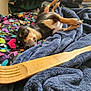 Dobie joined the competition — help win amazing prizes! animal, blanket, colorful, comfort, cozy, cute, dog, fabric, fur, home, indoors, napping, paw, peaceful, pet, relaxation, resting, sleeping, soft_texture, wooden_spatula