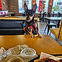 biscuit, booth, brick_wall, chair, daylight, dog, food, indoor, light_fixture, metal_chair, napkin, plastic_container, poster, red_harness, restaurant, small_dog, table, tile_floor, waiting, window