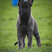 Vyx participe au concours pour gagner de l'argent avec cette photo : puppy, dog, german_shepherd, grass, outdoor, pet, animal, young, alert, ears, fur, standing, nature, canine, cute, adorable, greenery, portrait, looking, playful