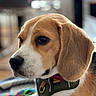 beagle, dog, pet, close_up, indoor, portrait, animal, canine, fur, ears, harness, brown, white, black, nose, snout, looking_away, blurred_background, domestic_animal, companion