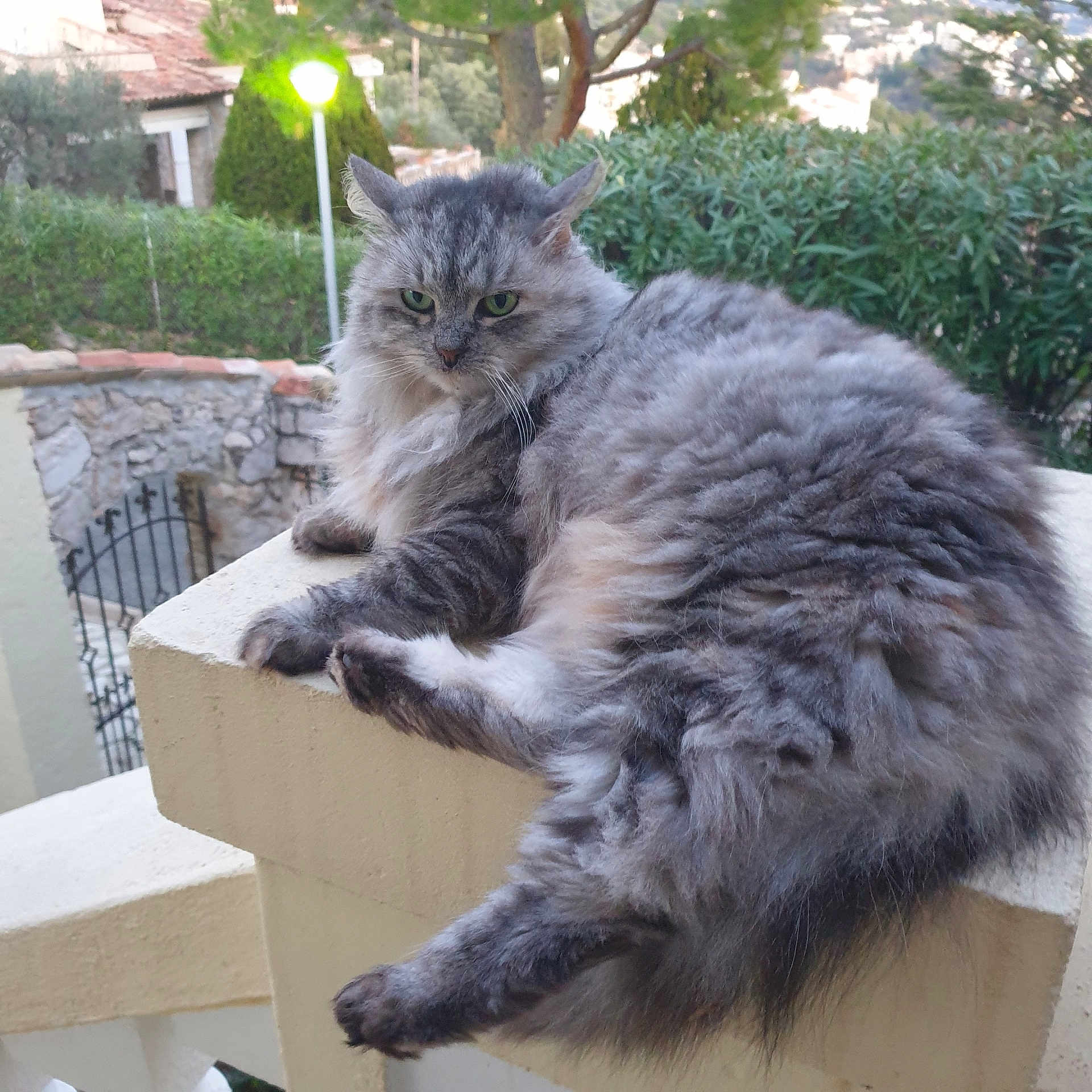 Tiffany a rejoint le concours — aidez-le/la à gagner de superbes lots ! cat, gray_cat, fluffy, long_hair, fur, green_eyes, whiskers, ears, paws, animal, pet, balcony, outdoor, garden, hedge, trees, house, stone_wall, relaxed, portrait