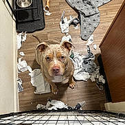 Bobo is registered to the contest to win money with this photo: dog, pitbull, shredded_paper, bone, floor, wood_floor, pet_bowl, pet_feeder, blanket, indoor, mess, chewed_bone, looking_up, guilty_look, furniture, crate, fence, brown_dog, medium_sized_dog, animal
