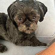 Toby joined the competition — help win amazing prizes! dog, pet, small_dog, fluffy, black_dog, brown_dog, couch, indoor, close_up, looking, furry, companion, animal, domestic_animal, cute, face, sitting, resting, human_arm, home