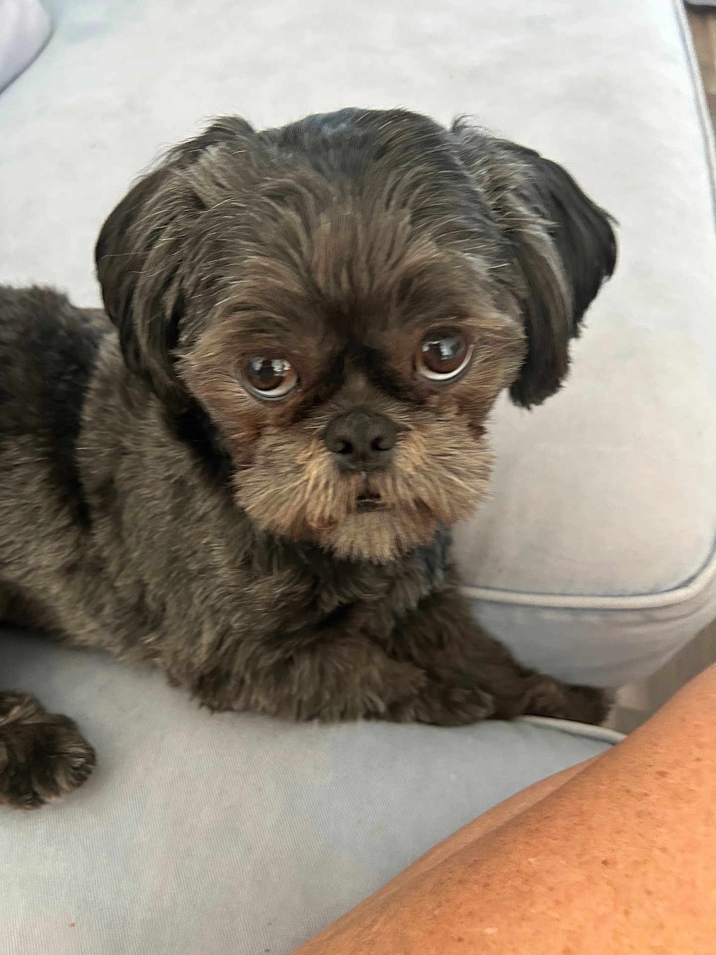 Toby joined the competition — help win amazing prizes! dog, pet, small_dog, fluffy, black_dog, brown_dog, couch, indoor, close_up, looking, furry, companion, animal, domestic_animal, cute, face, sitting, resting, human_arm, home