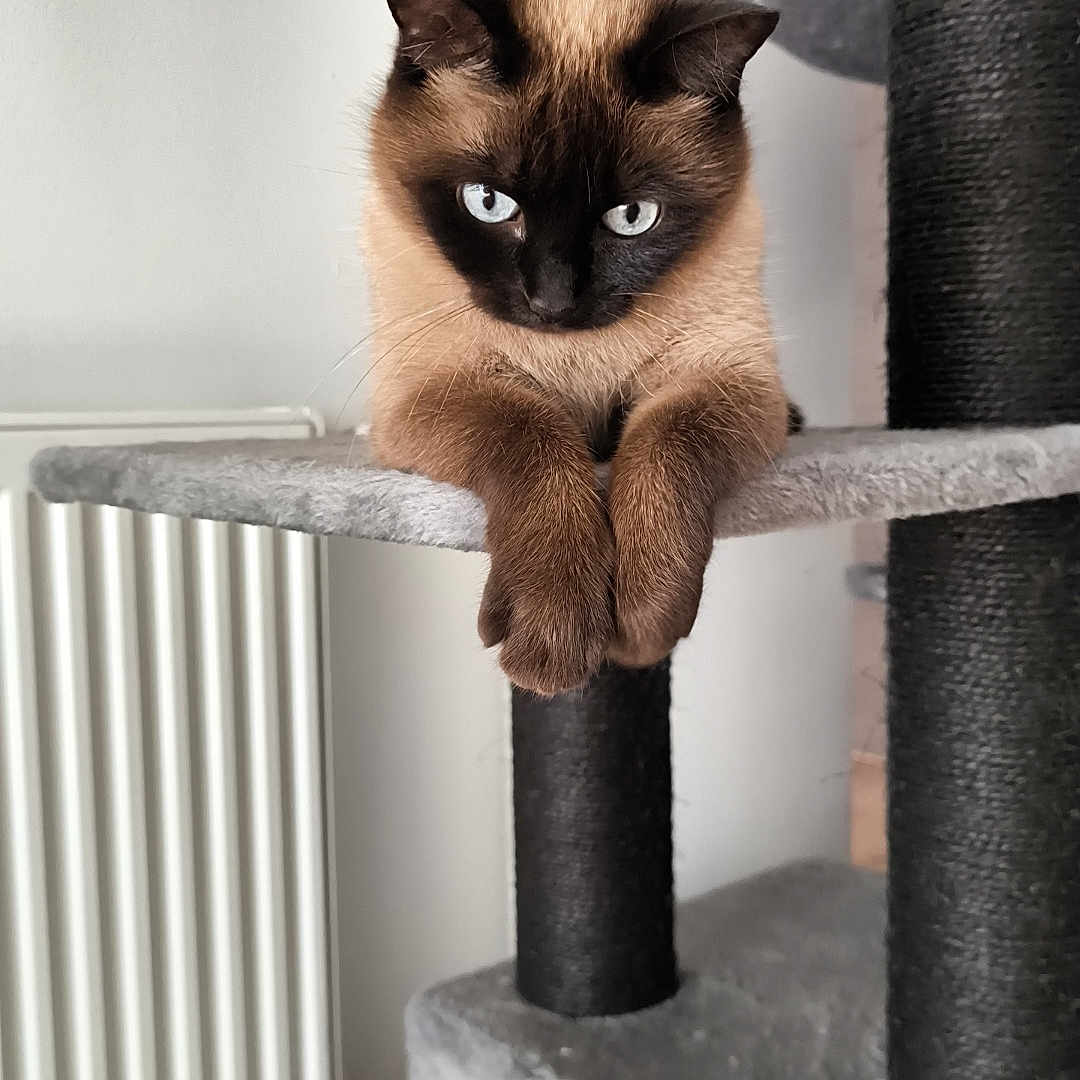 Blue participe au concours pour gagner de l'argent avec cette photo : animal, blue_eyes, cat, cat_tree, claws, colorful, curious, feline, fur, household, indoor, paws, pets, play, radiator, resting, siamese_cat, soft_texture, toys, whiskers