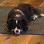 dog, indoor, floor, rug, black_and_white, pet, animal, lying_down, fur, ears, eyes, nose, wooden_floor, cozy, domestic, cute, companion, resting, portrait, calm
