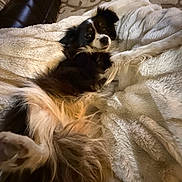 Sugar is registered to the contest to win money with this photo: dog, fluffy, blanket, cozy, indoor, carpet, fur, relaxed, pet, brown, white, black, lying_down, soft, comfort, looking_at_camera, home, furniture, resting, animal