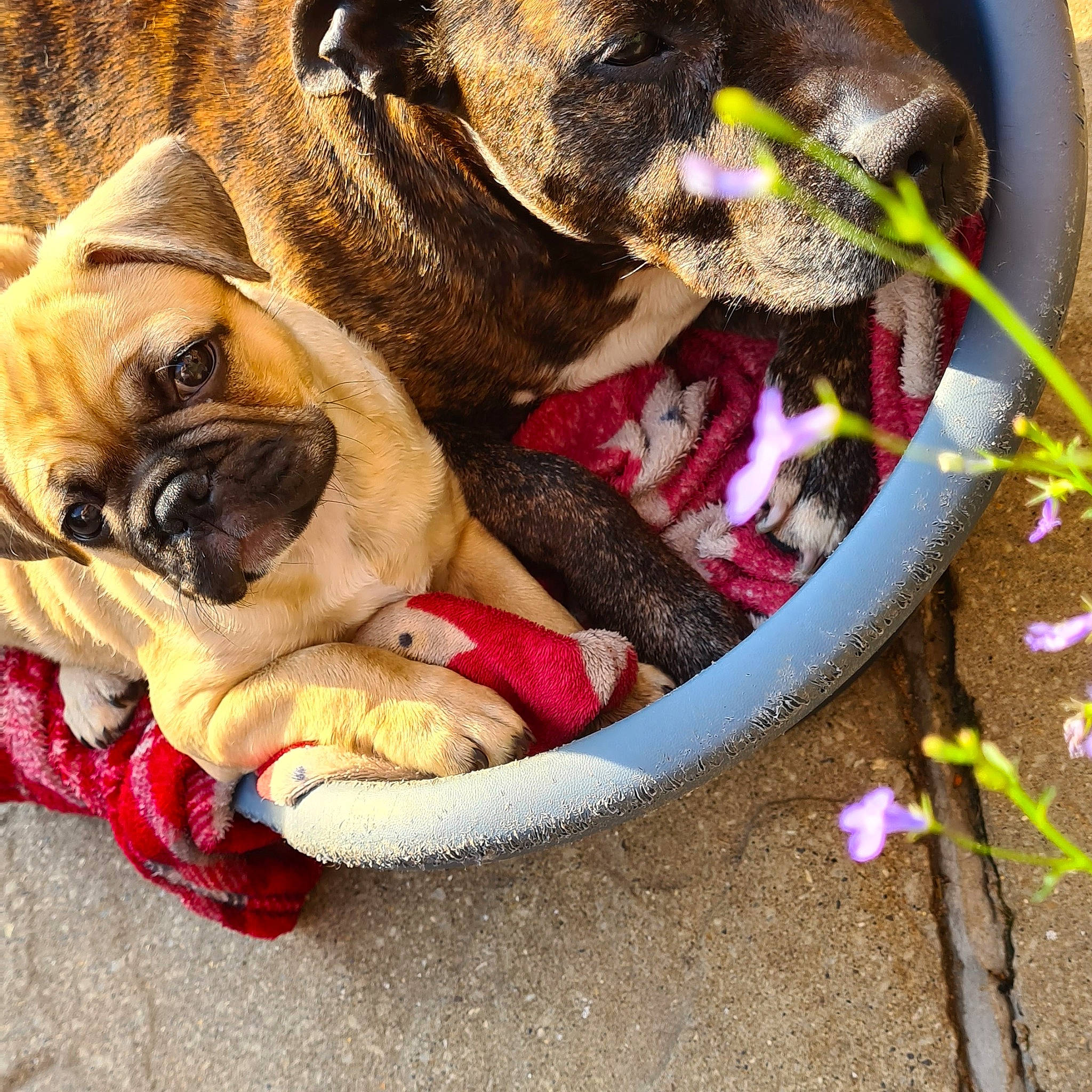 Dublin joined the competition — help win amazing prizes! australian_bulldog, boxer, bullmastiff, canidae, carnivore, companion_dog, dog, dog_breed, english_mastiff, fawn, leash, non_sporting_group, old_english_bulldog, olde_english_bulldogge, pug, puppy, puppy_love, snout, toy_dog, wrinkle