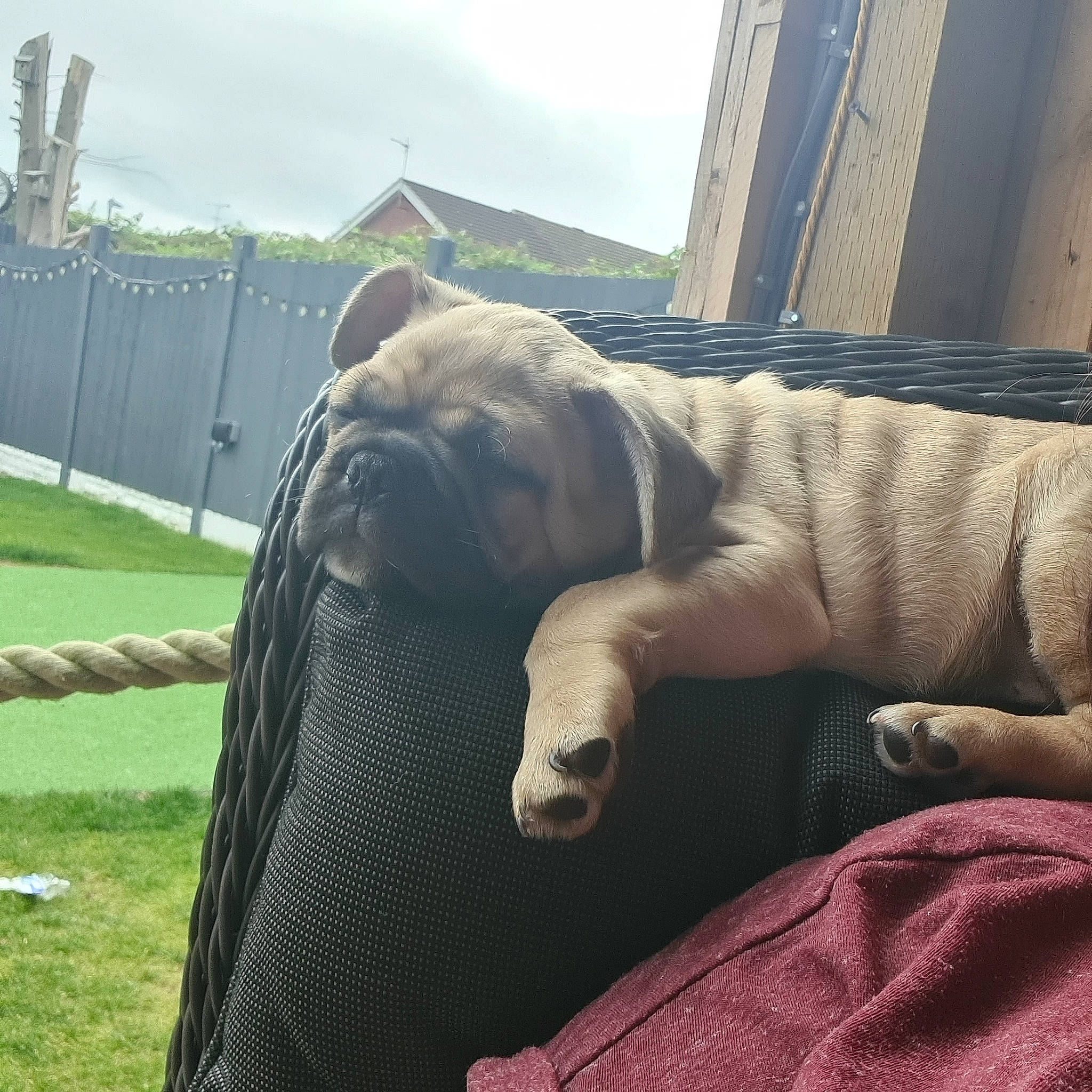 Dublin joined the competition — help win amazing prizes! american_bulldog, australian_bulldog, bulldog, canidae, carnivore, companion_dog, dog, dog_breed, fawn, non_sporting_group, old_english_bulldog, olde_english_bulldogge, puppy, shar_pei, sky, snout, sporting_group, wrinkle