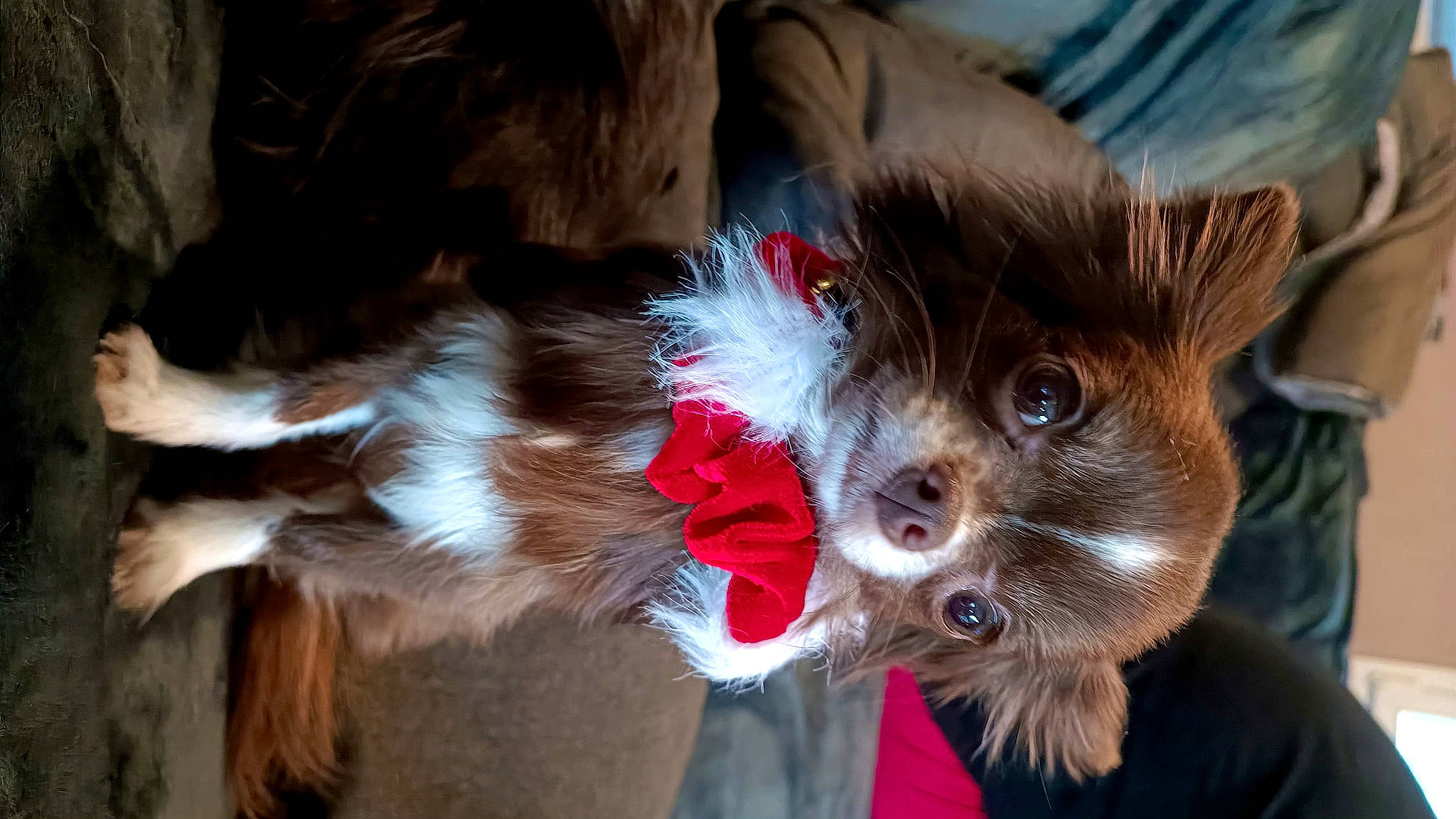 Talya a rejoint le concours — aidez-le/la à gagner de superbes lots ! carnivore, cat, collar, companion_dog, dog_breed, dog_clothes, dog_supply, fawn, felidae, fur, hat, headgear, liver, small_to_medium_sized_cats, snout, sporting_group, sunglasses, tail, toy_dog, whiskers