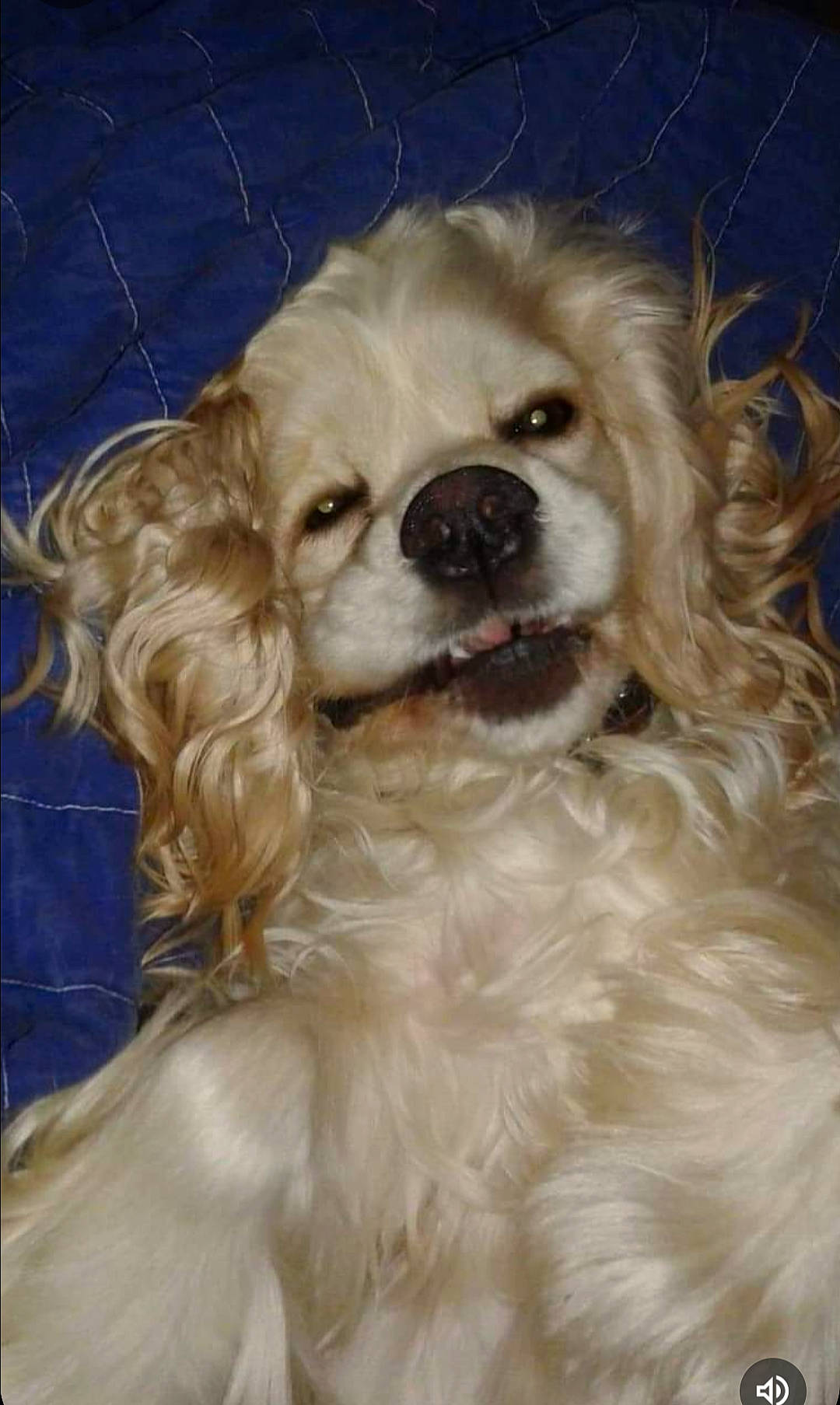 Maverick is registered to the contest to win money with this photo: carnivore, cocker_spaniel, companion_dog, dog, dog_breed, dog_collar, dog_supply, fawn, fur, gun_dog, hair, liver, pet_supply, smile, snout, sporting_group, toy_dog, whiskers, working_animal