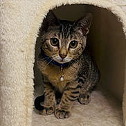 Shona is registered to the contest to win money with this photo: animal, bell, cat, cat_condo, collar, cozy, cute, ears, feline, fur, indoor, kitten, looking, paw, pet, sitting, small, tabby, whiskers, young