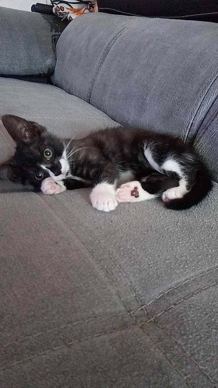 Moumine participe au concours pour gagner de l'argent avec cette photo : canidae, carnivore, cat, cloud, comfort, dog_breed, domestic_short_haired_cat, felidae, floor, flooring, fur, grey, human_leg, paw, small_to_medium_sized_cats, snout, sporting_group, tail, vertebrate, whiskers