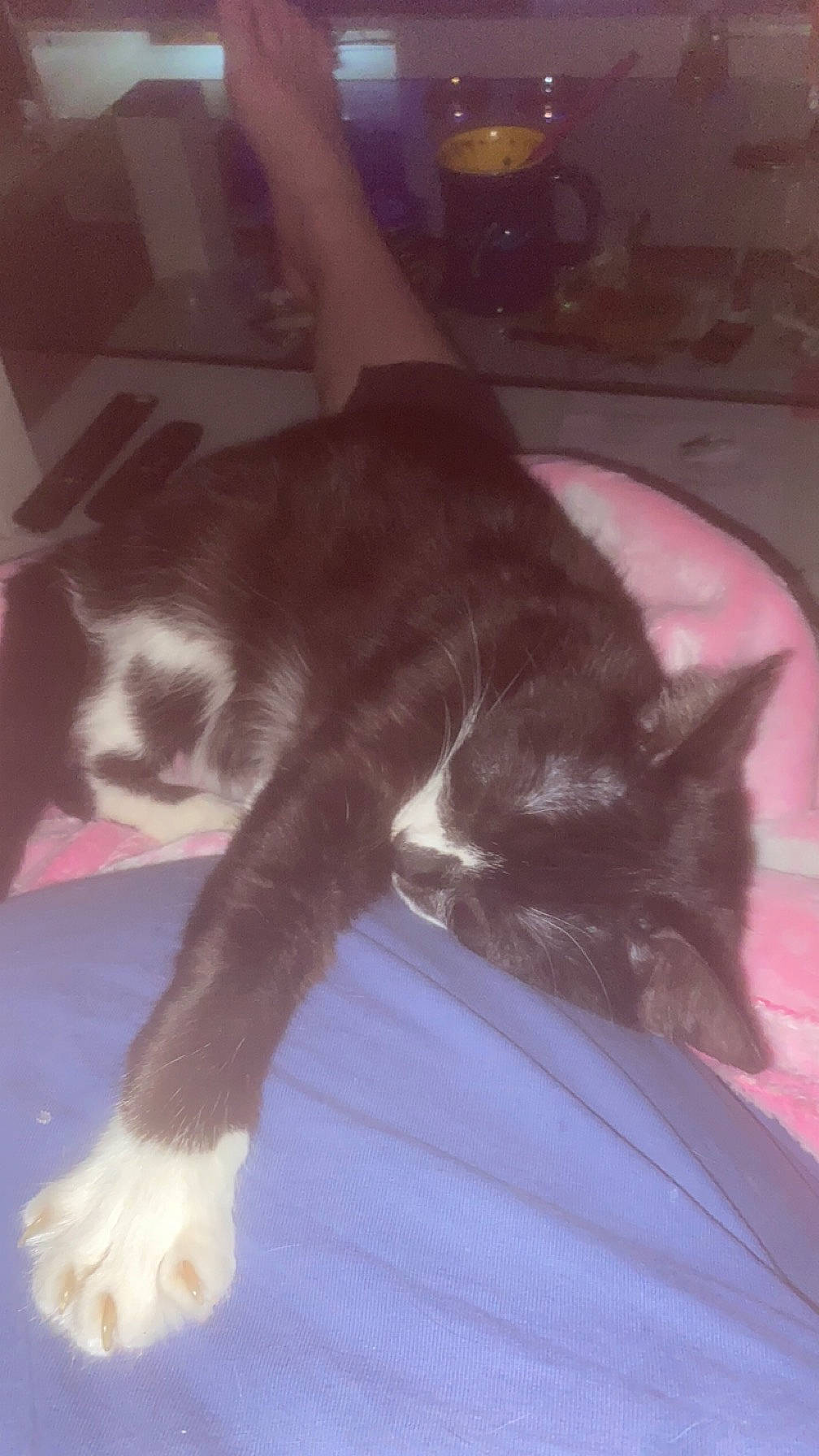 Moumine participe au concours pour gagner de l'argent avec cette photo : black_cat, brown, canidae, carnivore, cat, comfort, companion_dog, dog_breed, domestic_short_haired_cat, ear, felidae, floor, flooring, fur, hardwood, human_leg, small_to_medium_sized_cats, snout, tail, whiskers