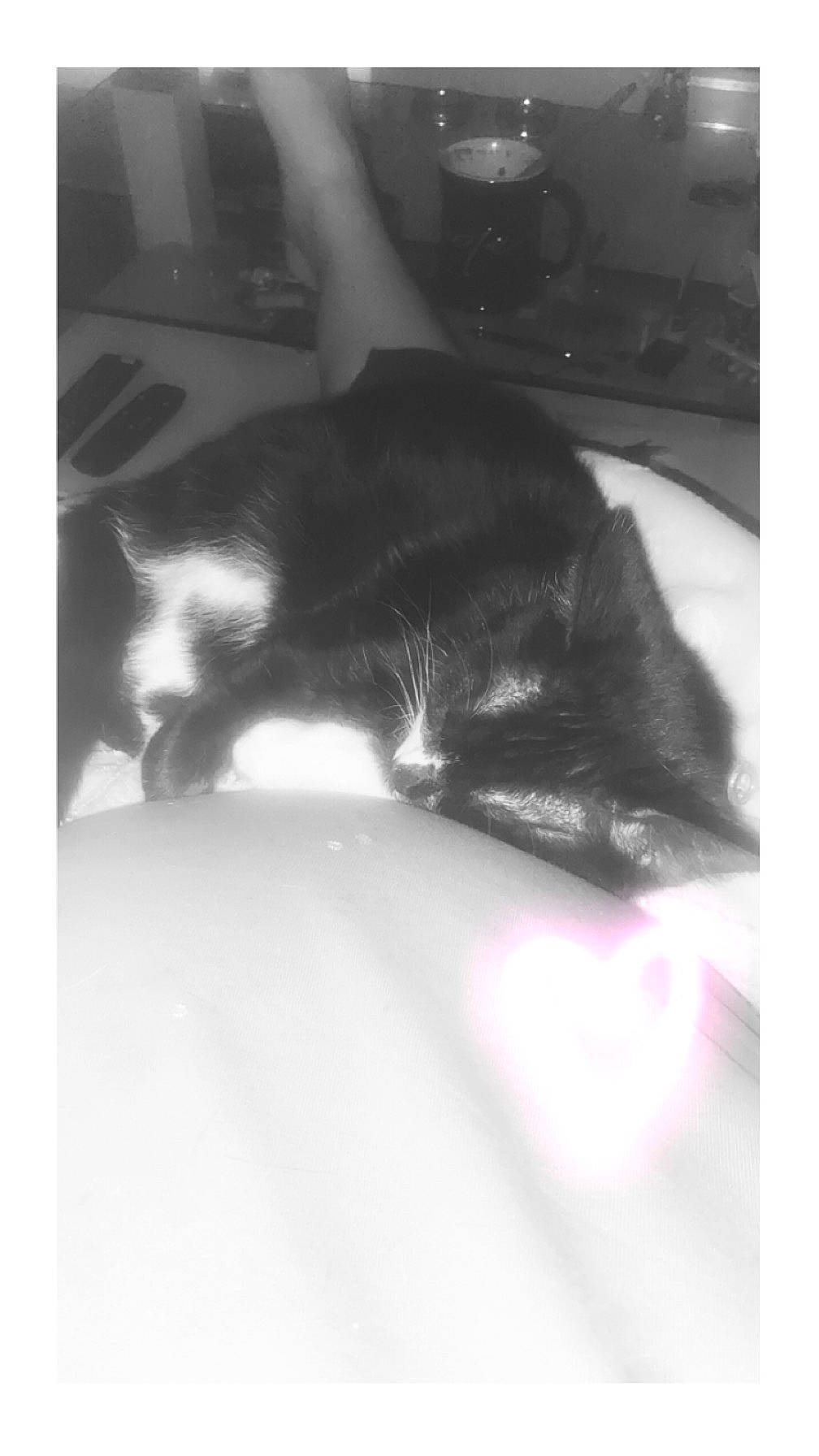 Moumine a rejoint le concours — aidez-le/la à gagner de superbes lots ! black, black_and_white, black_cat, canidae, carnivore, cat, claw, comfort, darkness, domestic_short_haired_cat, felidae, fur, monochrome, monochrome_photography, room, small_to_medium_sized_cats, snout, tail, tints_and_shades, whiskers