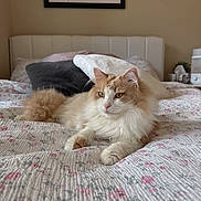 Oliver joined the competition — help win amazing prizes! cat, bed, pillow, quilt, fluffy, indoor, pet, feline, cozy, resting, fur, animal, cute, home, decor, sign, text, relaxing, sleepy, comfort
