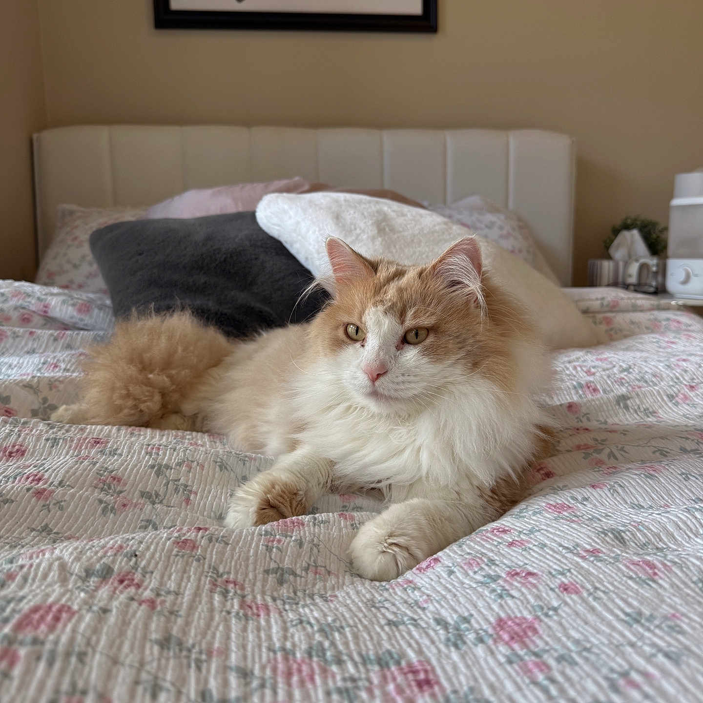 Oliver joined the competition — help win amazing prizes! cat, bed, pillow, quilt, fluffy, indoor, pet, feline, cozy, resting, fur, animal, cute, home, decor, sign, text, relaxing, sleepy, comfort