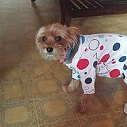 Pochie joined the competition — help win amazing prizes! dog, small_dog, pet, animal, clothing, costume, polka_dots, colorful, brown_fur, white_fur, long_hair, standing, looking_at_camera, indoors, living_room, coffee_table, wooden_floor, patterned_floor, furniture, portrait