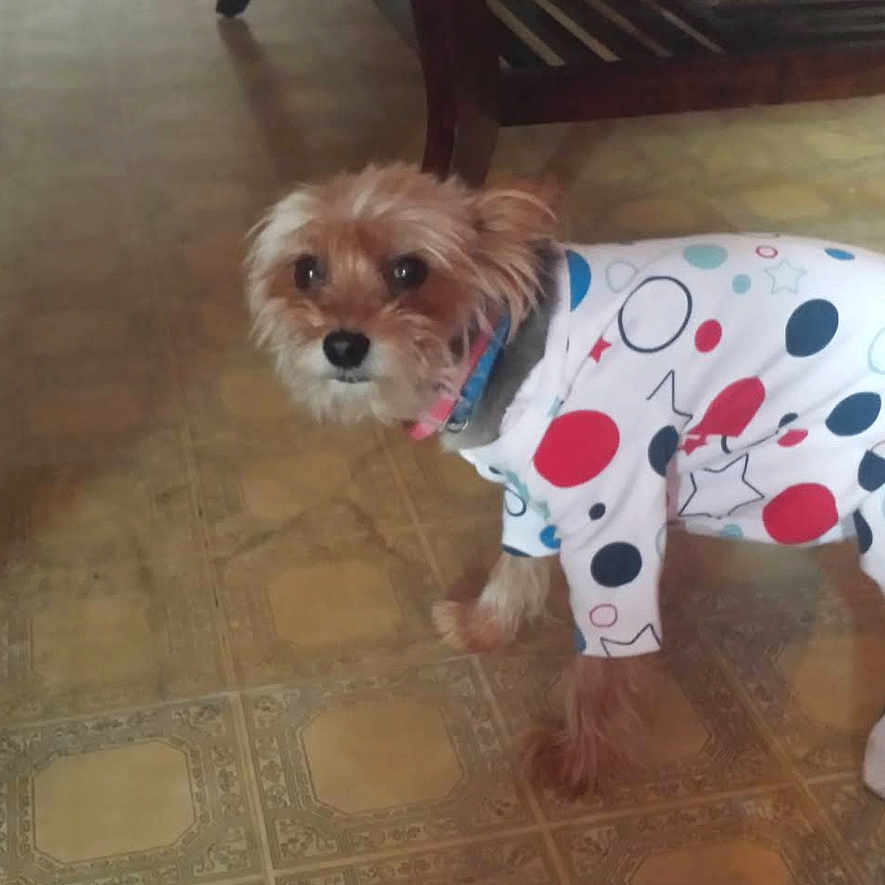 Pochie joined the competition — help win amazing prizes! dog, small_dog, pet, animal, clothing, costume, polka_dots, colorful, brown_fur, white_fur, long_hair, standing, looking_at_camera, indoors, living_room, coffee_table, wooden_floor, patterned_floor, furniture, portrait