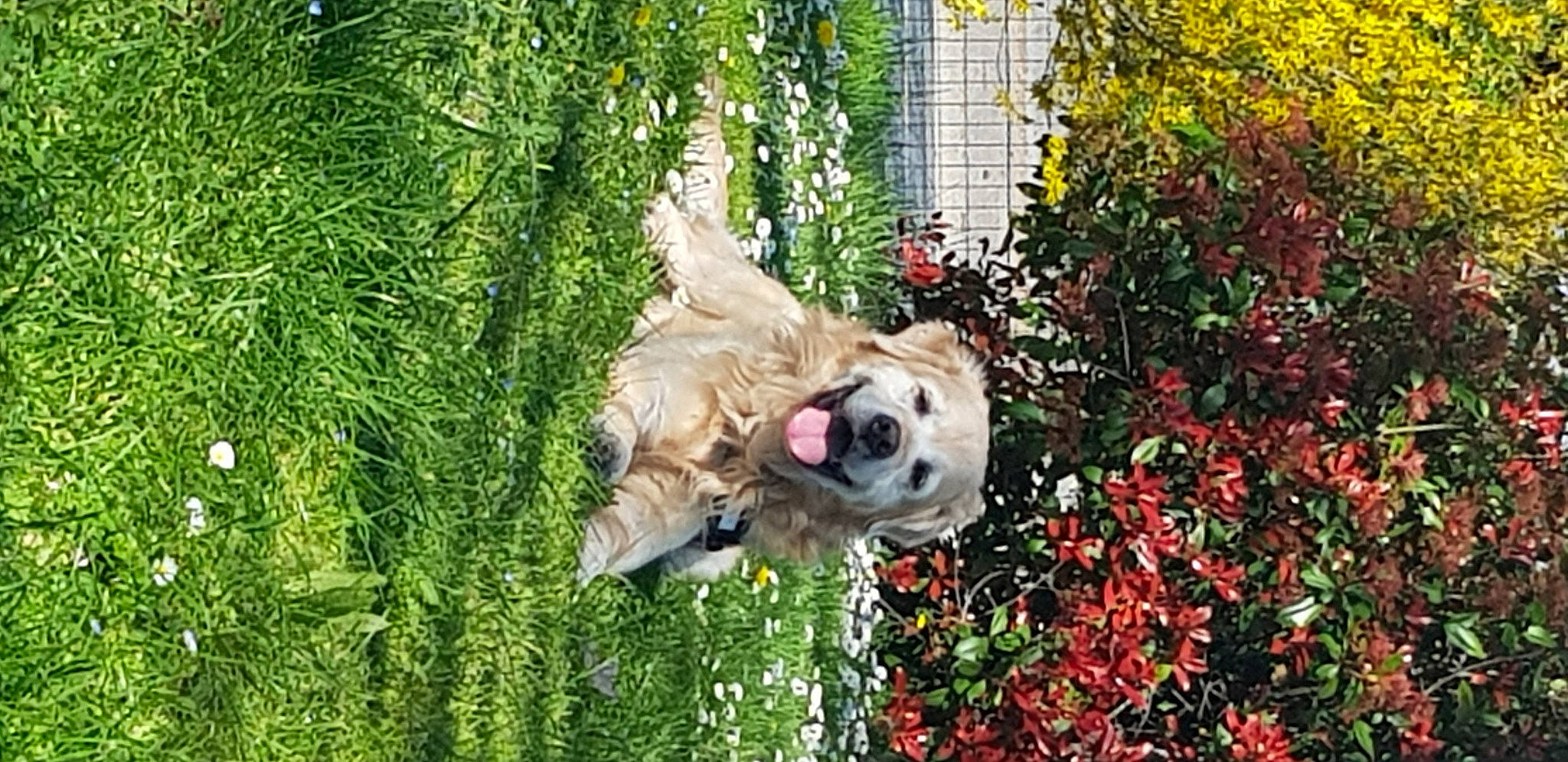 Flop participe au concours pour gagner de l'argent avec cette photo : carnivore, collar, companion_dog, dog, dog_breed, dog_collar, fawn, flower, grass, groundcover, plant, shrub, snout, sporting_group, tail, tree, trunk, wood, woody_plant, working_animal