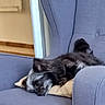 dog, sleeping, pillow, chair, indoor, pet, resting, furniture, cozy, small_dog, black_dog, gray_dog, domestic_animal, relaxation, home, cute, calm, animal, nap, companion