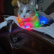 Weda is registered to the contest to win money with this photo: animal, bed, blanket, cat, christmas_lights, colorful_lights, cozy, cute, feline, festive, fur, grey_cat, holiday, indoor, lighting, pet, portrait, relaxed, white_cat, wooden_bed_frame