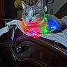 animal, bed, blanket, cat, christmas_lights, colorful_lights, cozy, cute, feline, festive, fur, grey_cat, holiday, indoor, lighting, pet, portrait, relaxed, white_cat, wooden_bed_frame