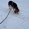 Athos a rejoint le concours — aidez-le/la à gagner de superbes lots ! animal, beagle, canine, cold, curious, daytime, dog, exploring, footprints, frozen_ground, fur, harness, leash, nature, outdoor, pet, sniffing, snow, walking, winter