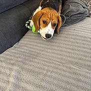 Athos participe au concours pour gagner de l'argent avec cette photo : animal, beagle, couch, cozy, cute, dog, ears, focused, fur, gray, indoor, nose, paws, pet, playing, puppy, relaxed, rope_toy, snout, toy