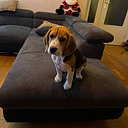 Athos a rejoint le concours — aidez-le/la à gagner de superbes lots ! dog, puppy, beagle, couch, living_room, christmas, stockings, plush_toy, santa_claus, ottoman, floor, wood_floor, furniture, indoor, pet, cute, brown, white, black, decor